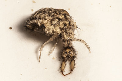 Antlion (Brachynemurus sackeni)