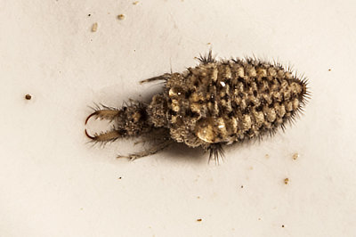 Antlion (Brachynemurus sackeni)