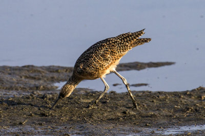 Long-billed Curlew