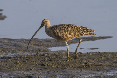 Long-billed Curlew