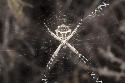 Silver Argiope (Argiope argentata)