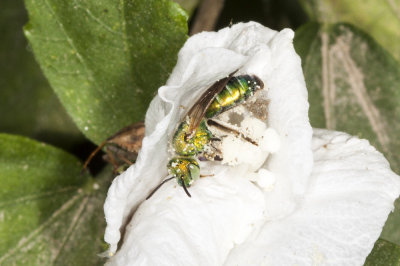 Green Metallic Bee (Agapostemon sp.)
