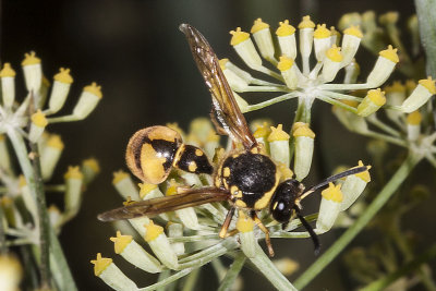 Crabronid Wasp (Bicyrtes sps)