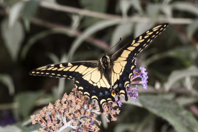 Anise Swallowtail  (Papilio zelicaon)