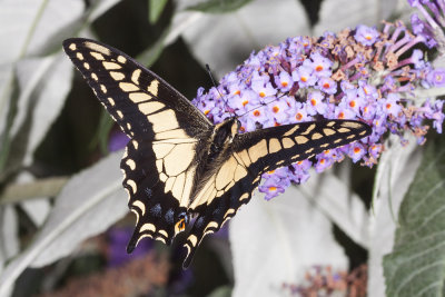Anise Swallowtail   (Papilio zelicaon)