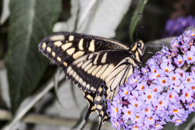 Anise Swallowtail  (Papilio zelicaon)