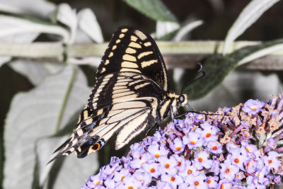 Anise Swallowtail  (<em>Papilio zelicaon</em>)