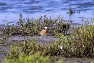 Lesser Sand Plover