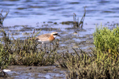 Lesser Sand Plover