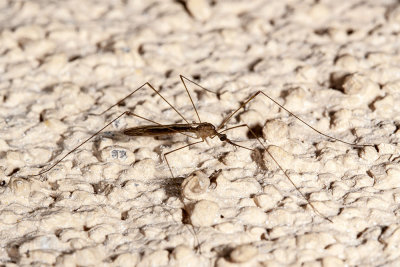 Western Encephalitis Mosquito (Culex tarsalis)