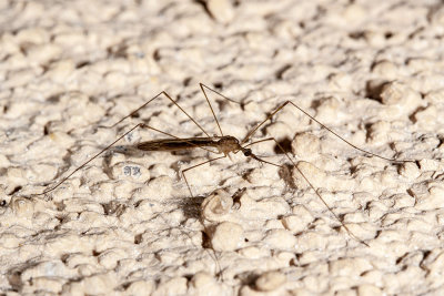 Western Encephalitis Mosquito (Culex tarsalis)