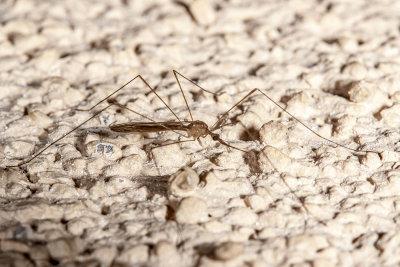 Western Encephalitis Mosquito (Culex tarsalis)