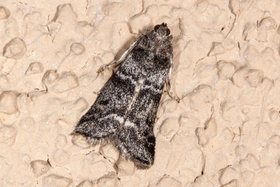 Unidentified Moth