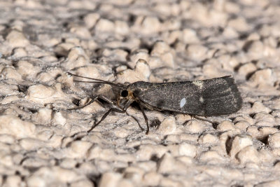 Unidentified Moth