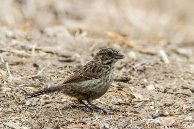 Song Sparrow