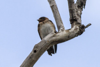 Cave Swallow