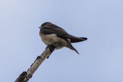 Cave Swallow