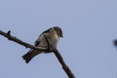 Cave Swallow