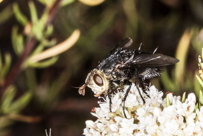Tachinid Fly  (Pararchytas decisus)