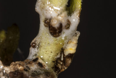 Spittle Bug  (<em>Clastoptera juniperina</em>)
