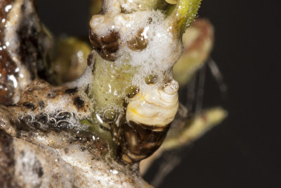 Spittle Bug  (Clastoptera juniperina)