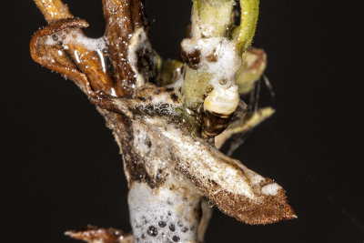 Spittle Bug  (Clastoptera juniperina)
