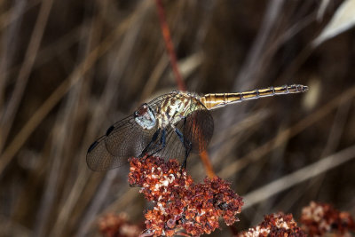 Blue Dasher (Pachydiplax longipennis)