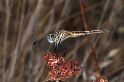 Blue Dasher (Pachydiplax longipennis)