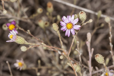 California Aster (Corethrogyne filaginifolia)