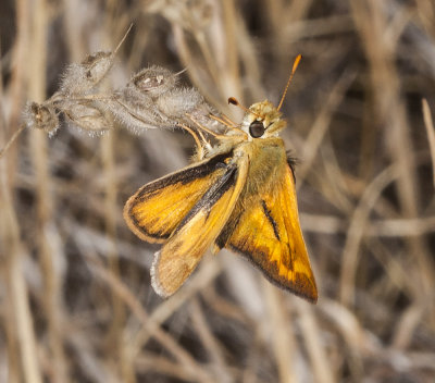 Fiery Skipper (Hylepyhila phyleus)