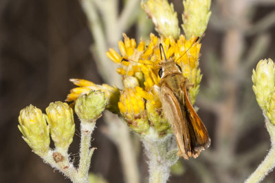 Fiery Skipper (Hylepyhila phyleus)