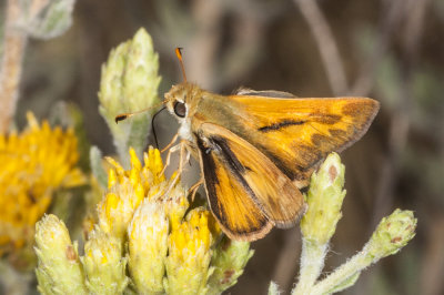 Fiery Skipper (Hylepyhila phyleus)