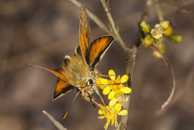 Fiery Skipper (Hylepyhila phyleus)