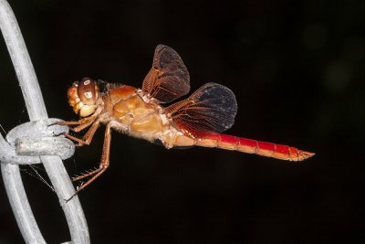 Flame Skimmer (Libellula saturata)