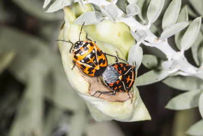 Harlequin bug  (Murgantia histrionica)