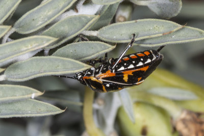 Harlequin bug  (Murgantia histrionica)