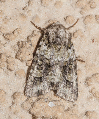 moth1-01.jpg