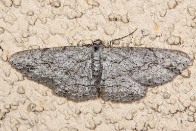 Mountain Mahogany Looper (Iridopsis clivinaria)