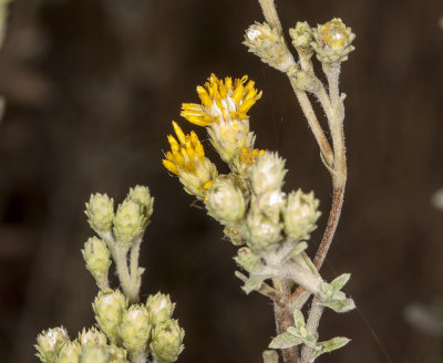 San Diego  Goldenbush (Isocoma menziesii menziesii) )