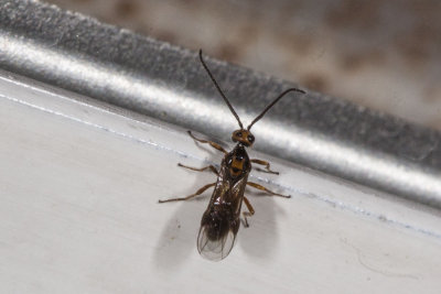 Unknown Wasps