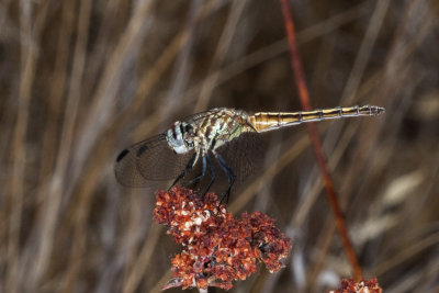 Blue Dasher (Pachydiplax longipennis)