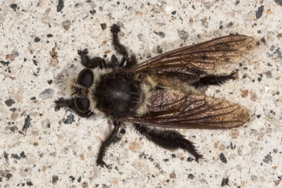 Robber Fly (Mallophora fautrix )