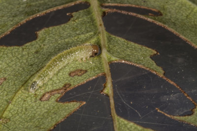 Bristly Roseslug (Cladius difformis)