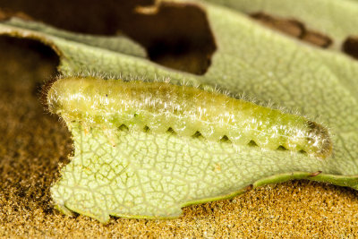 Bristly Roseslug (Cladius difformis)