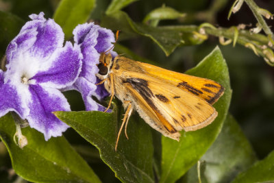 Fiery Skipper (Hylepyhila phyleus)