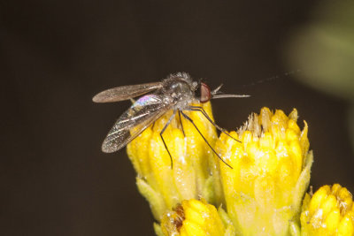 Bee Fly (Geron sp)