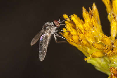 Bee Fly (Geron sp)
