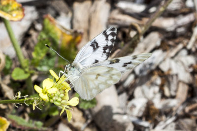 Checkered  White (Pontia protodice )