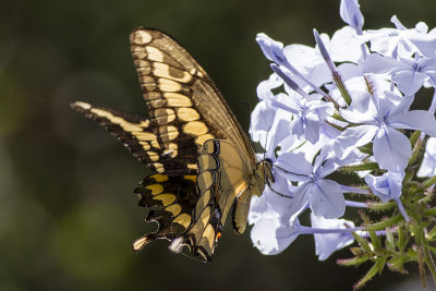 Giant Swallowtail (Papilio cresphontes )