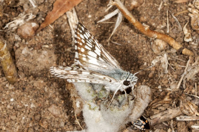 Common Checkered Skipper (Pyrgus communis)